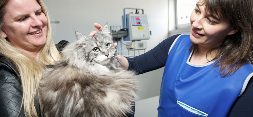 behandlung tierarzt katze